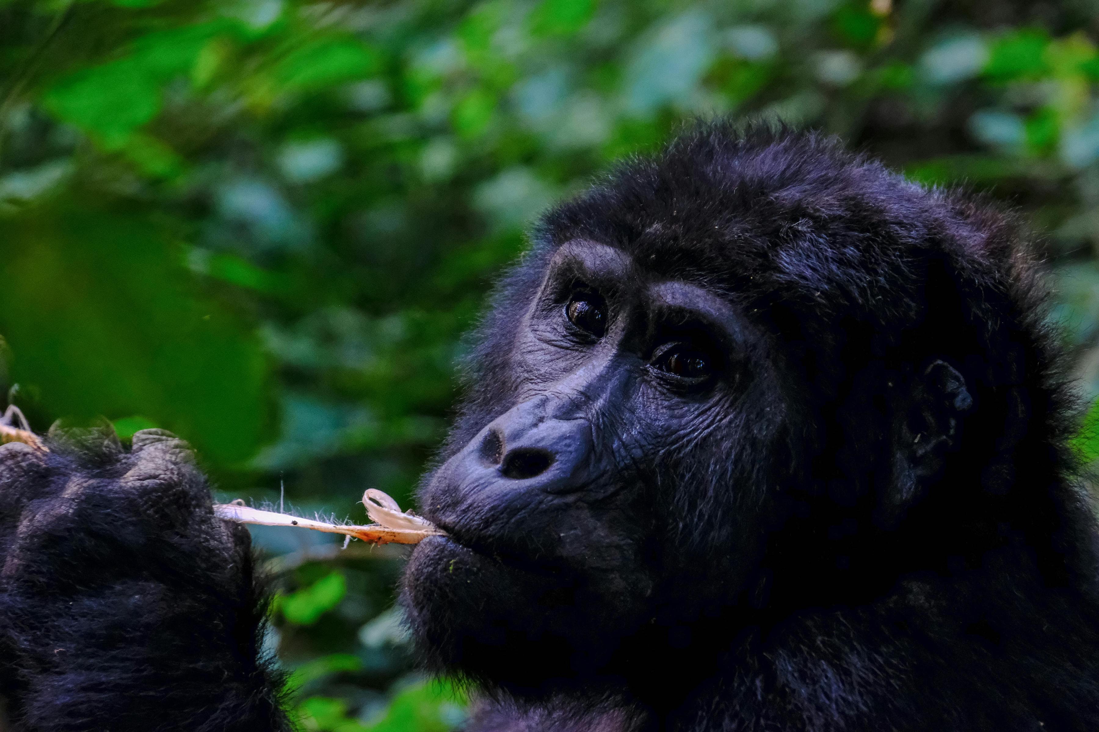 Chimpanzees, Gorillas & Uganda’s Wild Forests